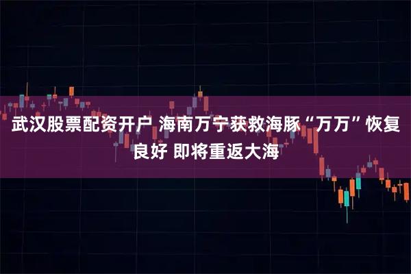 武汉股票配资开户 海南万宁获救海豚“万万”恢复良好 即将重返大海
