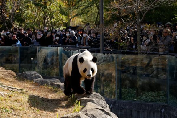武汉股票配资开户 最后一对旅日大熊猫，即将回国